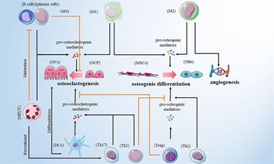 Immunoporosis: Role of immune system in the pathophysiology of different types of osteoporosis